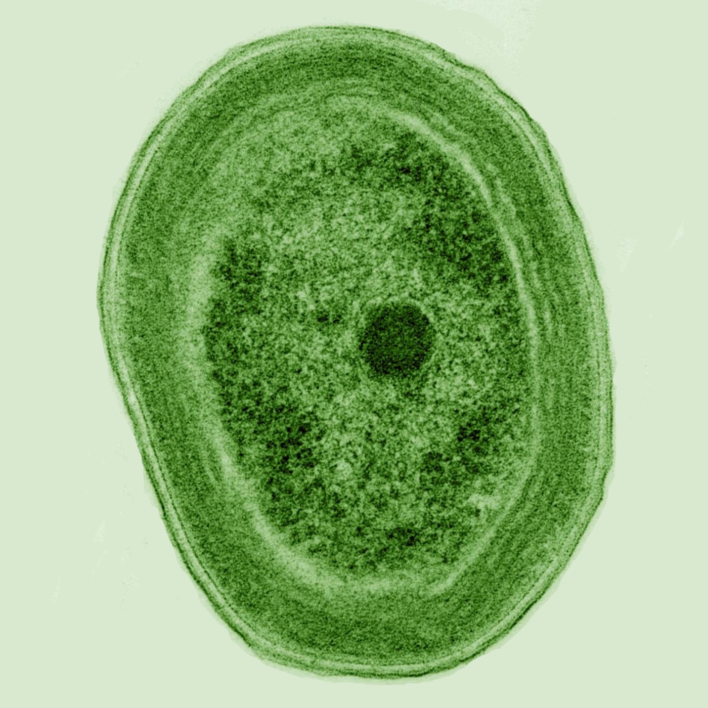 Prochlorococcus: малкият организъм с огромно значение за океаните и климата